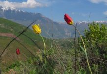 Tulipani shqiptar shpallet “monument natyre”