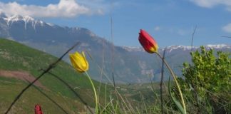Tulipani shqiptar shpallet “monument natyre”