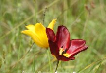 “Tulipa Albanica”, bimë 100% endemike shqiptare