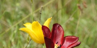 “Tulipa Albanica”, bimë 100% endemike shqiptare