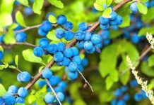 Fruti i egër që ndihmon në pastrimin e gjakut dhe veshkave