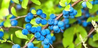 Fruti i egër që ndihmon në pastrimin e gjakut dhe veshkave