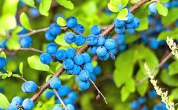 Fruti i egër që ndihmon në pastrimin e gjakut dhe veshkave