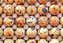 Vezët e Shkurtëzës 4 Herë më Shumë Vlera se të Pulës – Pse ju Duhen për Shëndetin