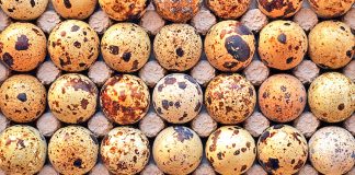 Vezët e Shkurtëzës 4 Herë më Shumë Vlera se të Pulës – Pse ju Duhen për Shëndetin