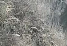 Kamerat kurth dokumentojnë ariun e murrmë në Parkun Kombëtar të Tomorit