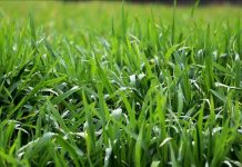 Bimët lëshojnë zëra të cilat njeriu nuk mund t’i dëgjojë