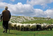 Hapet në Itali shkolla për barinj: Ja si u vjen në ndihmë të rinjve në blegtori