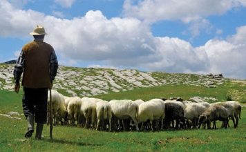 Hapet në Itali shkolla për barinj: Ja si u vjen në ndihmë të rinjve në blegtori