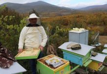 Skema Kombëtare, mbi 900 aplikime më shumë se vitin e kaluar për mbarështimin e bletarisë