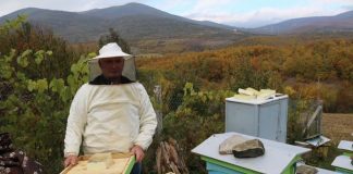 Skema Kombëtare, mbi 900 aplikime më shumë se vitin e kaluar për mbarështimin e bletarisë