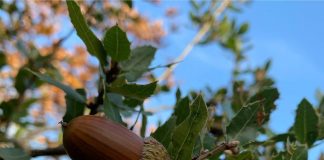 Bredhi i Sotirës, destinacion unik në çdo stinë