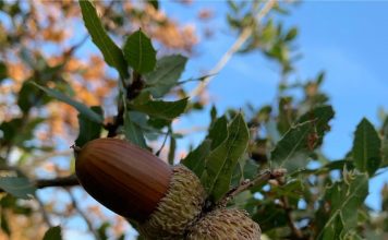 Bredhi i Sotirës, destinacion unik në çdo stinë