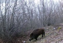 “Inventarizim” i faunës së parkut të Prespës me kamerat kurth