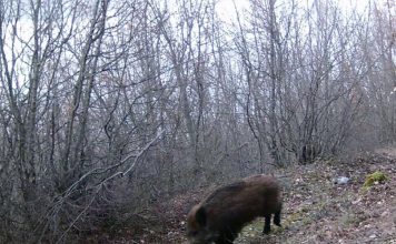 “Inventarizim” i faunës së parkut të Prespës me kamerat kurth