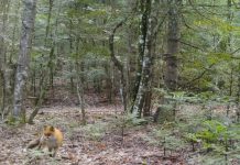 Pamje të faunës së egër në parkun “Bredhi i Hotovës-Dangëlli”