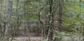 Pamje të faunës së egër në parkun “Bredhi i Hotovës-Dangëlli”