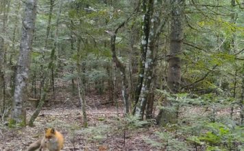 Pamje të faunës së egër në parkun “Bredhi i Hotovës-Dangëlli”
