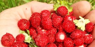 Dredhëzat e Maleve të Pukës – Frutat e Ëmbla Plot Shije të Zanave