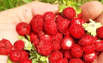 Dredhëzat e Maleve të Pukës – Frutat e Ëmbla Plot Shije të Zanave