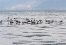 Flamingot “pushojnë” në Pogradec