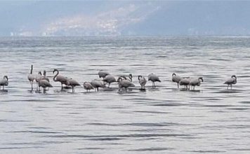 Flamingot “pushojnë” në Pogradec