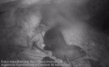 Foka mesdhetare, vlerë e shtuar e biodiversitetit të parkut Sazan-Karaburun