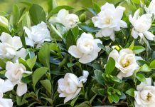 Si të Mbillni dhe të Kujdeseni për Lulen e Gardenias