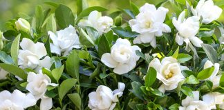 Si të Mbillni dhe të Kujdeseni për Lulen e Gardenias