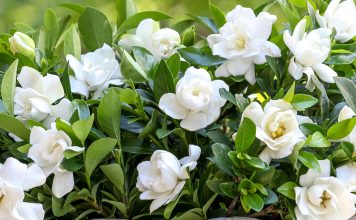 Si të Mbillni dhe të Kujdeseni për Lulen e Gardenias