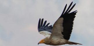 5 çifte folezues të Kalit të Qyqes rikthehen në Parkun Kombëtar “Lumi i Vjosës”