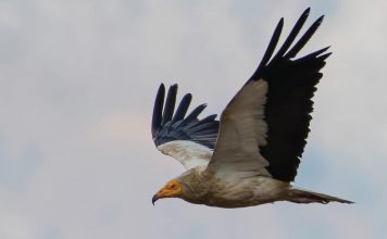 5 çifte folezues të Kalit të Qyqes rikthehen në Parkun Kombëtar “Lumi i Vjosës”