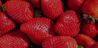 Këshilla Si T’i Ruani Luleshtrydhet e Freskëta Sa Më Gjatë