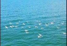 Pamje të pulëbardhave kokëzezë në liqenin e Shkodrës