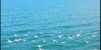 Pamje të pulëbardhave kokëzezë në liqenin e Shkodrës