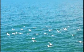 Pamje të pulëbardhave kokëzezë në liqenin e Shkodrës