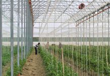 Serra moderne në Lushnjë mbështetur nga IPARD, orientim drejt eksportit