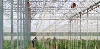 Serra moderne në Lushnjë mbështetur nga IPARD, orientim drejt eksportit