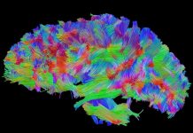 Zbulohet mënyra se si një memorie fiksohet në kokë