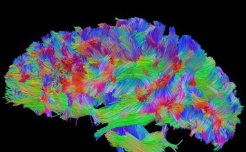 Zbulohet mënyra se si një memorie fiksohet në kokë