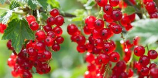 Vetitë e Serezit – Rrushit të Zanave