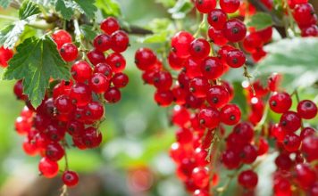 Vetitë e Serezit – Rrushit të Zanave