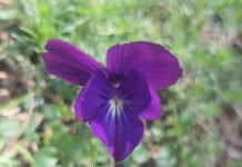 Manushaqja e Kerauneve, lulja endemike e vargmaleve të Llogorasë e Karaburunit