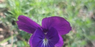 Manushaqja e Kerauneve, lulja endemike e vargmaleve të Llogorasë e Karaburunit