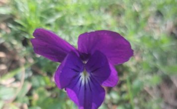 Manushaqja e Kerauneve, lulja endemike e vargmaleve të Llogorasë e Karaburunit