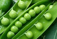 Koha e Bizeleve të Gjelbërta – Zbuloni Vlerat e Tyre