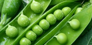 Koha e Bizeleve të Gjelbërta – Zbuloni Vlerat e Tyre