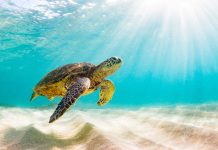 Dita Botërore e Breshkave, përpjekje për mbrojtjen nga zhdukja