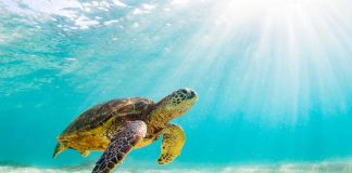 Dita Botërore e Breshkave, përpjekje për mbrojtjen nga zhdukja