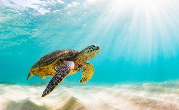 Dita Botërore e Breshkave, përpjekje për mbrojtjen nga zhdukja